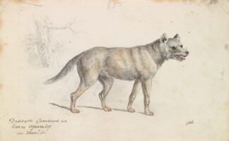 Hoary Aguara Dog by Charles Hamilton Smith