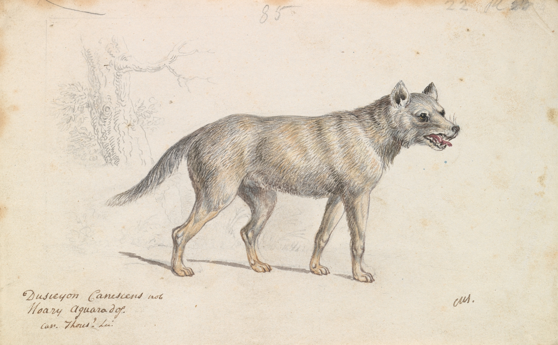 Hoary Aguara Dog by Charles Hamilton Smith