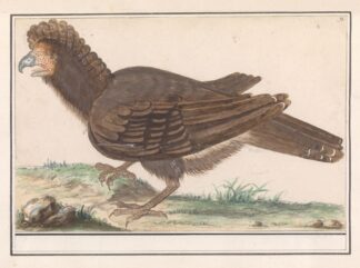 Hoendervogel by Anselmus Boëtius de Boodt