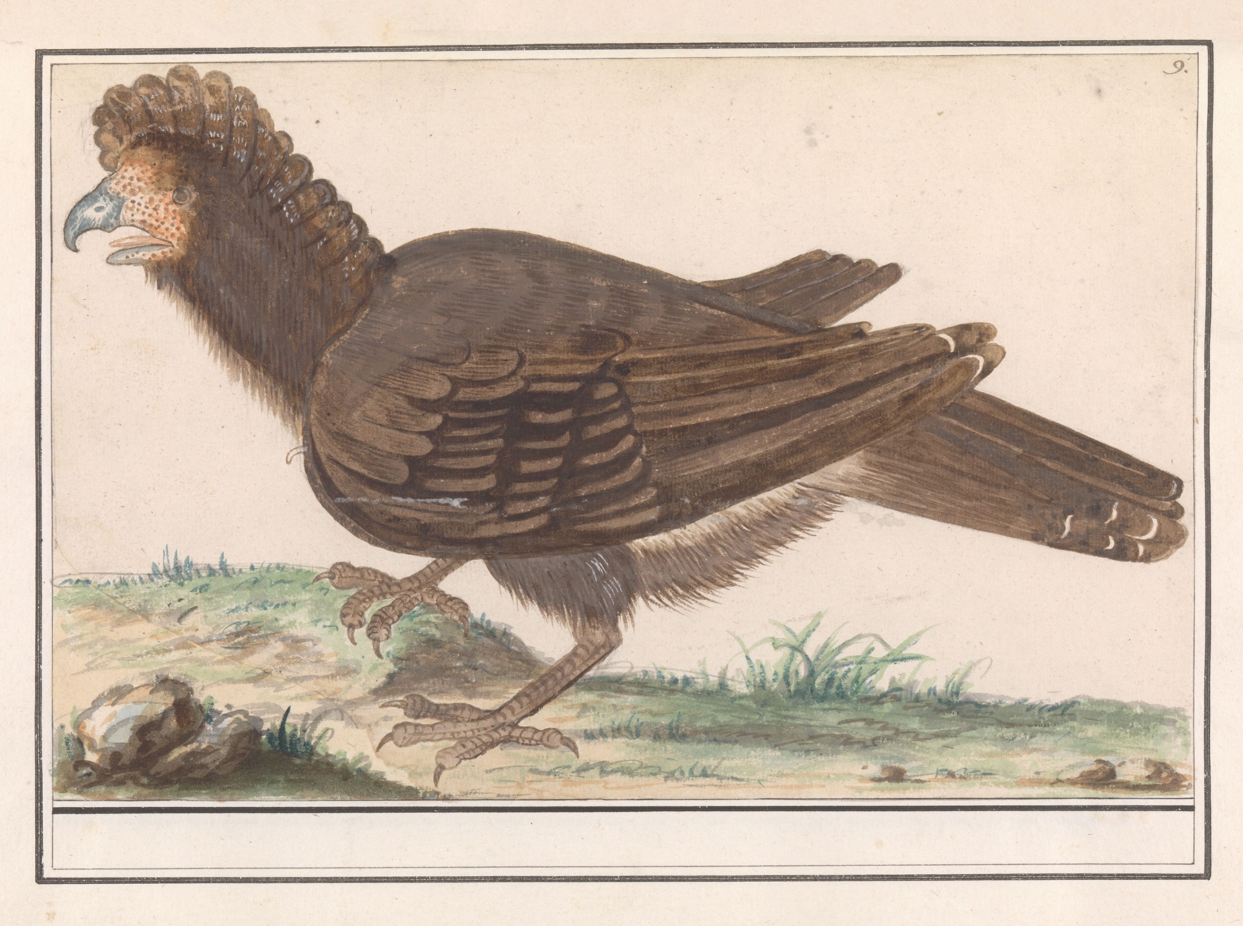 Hoendervogel by Anselmus Boëtius de Boodt
