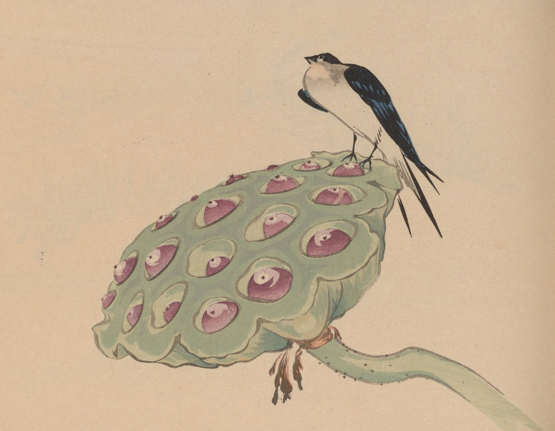Hōgajō, Pl.11 by Jirō Takeuchi