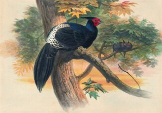 Horsfield’s Kaleege by Joseph Wolf
