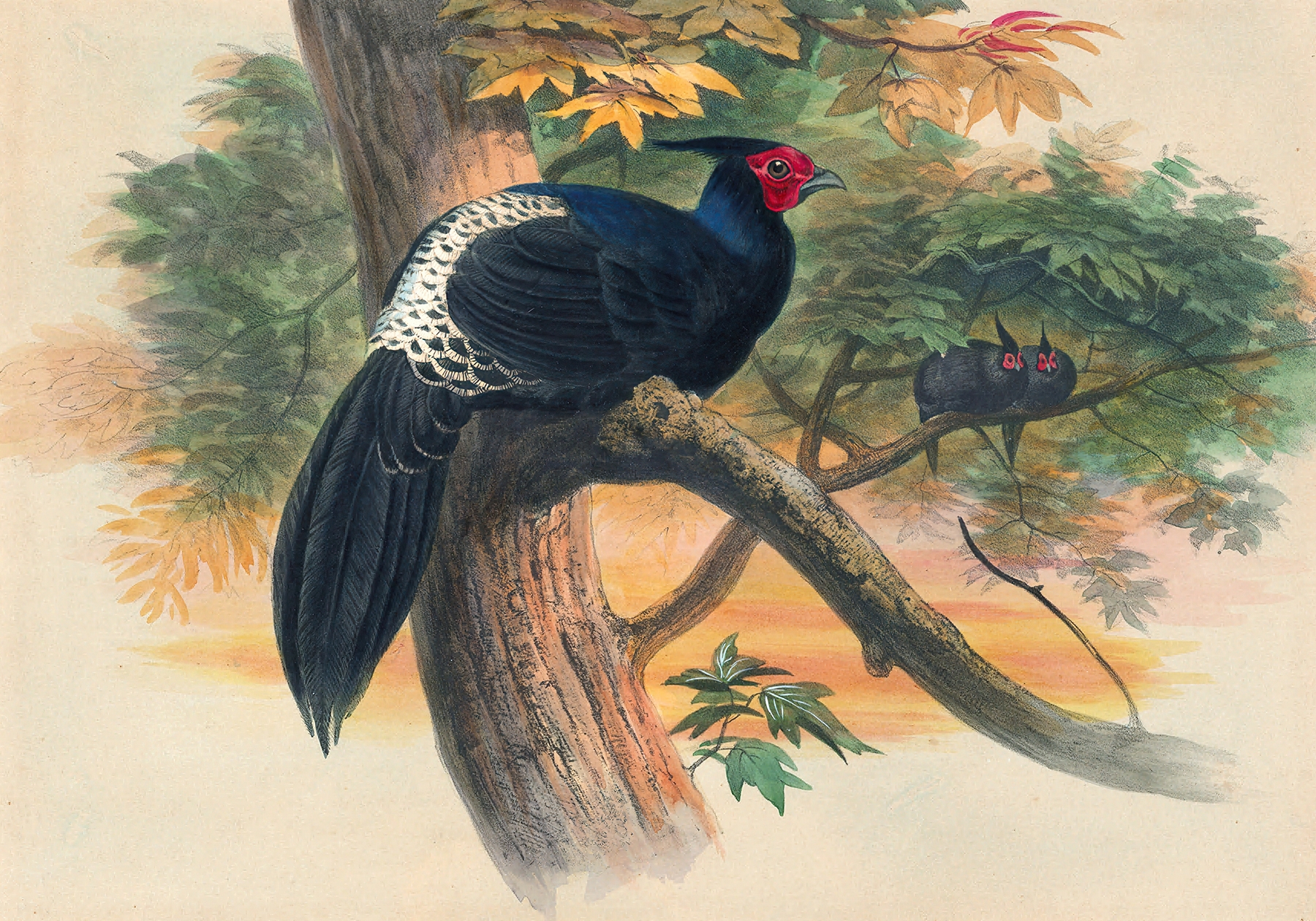 Horsfield’s Kaleege by Joseph Wolf