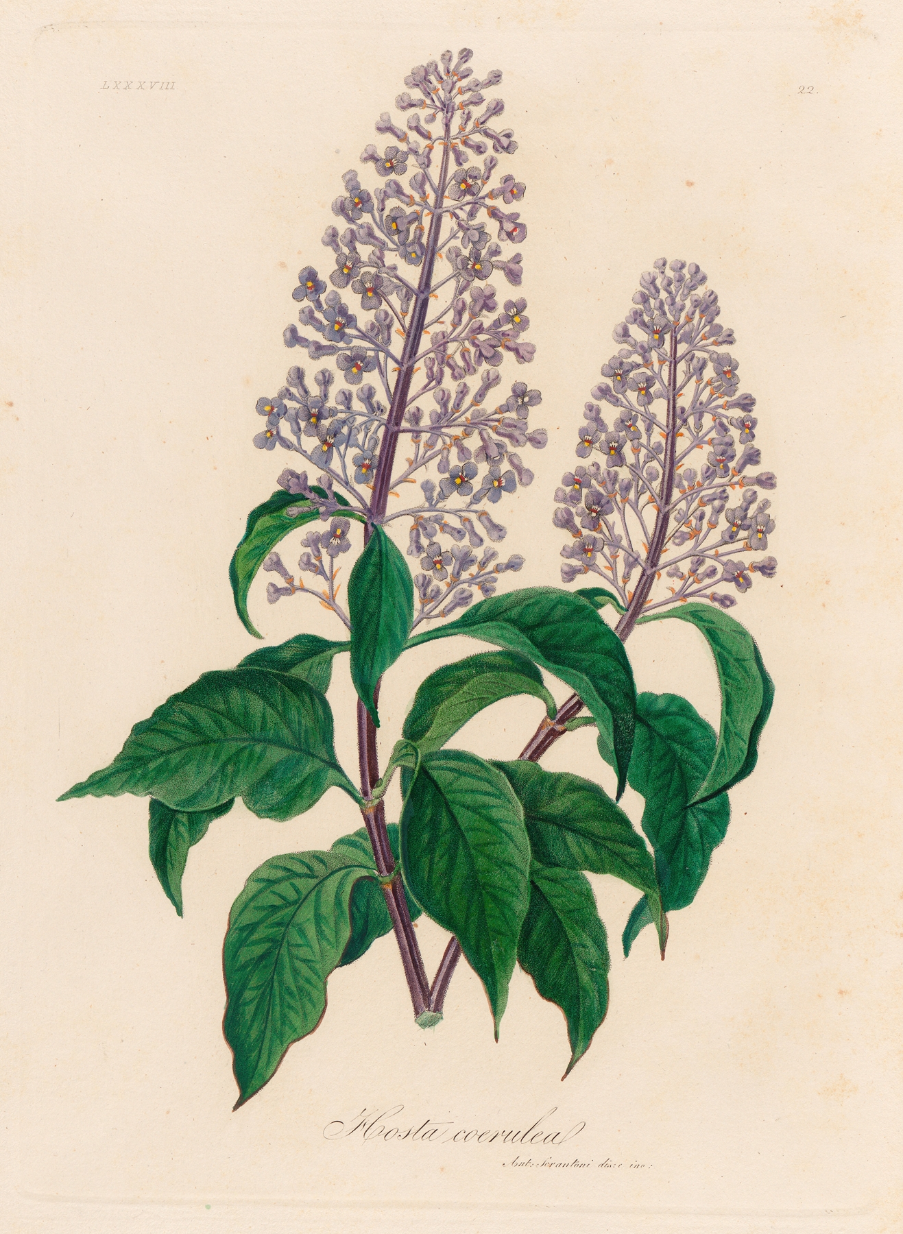 Hosta coerulea by Gaetano Savi