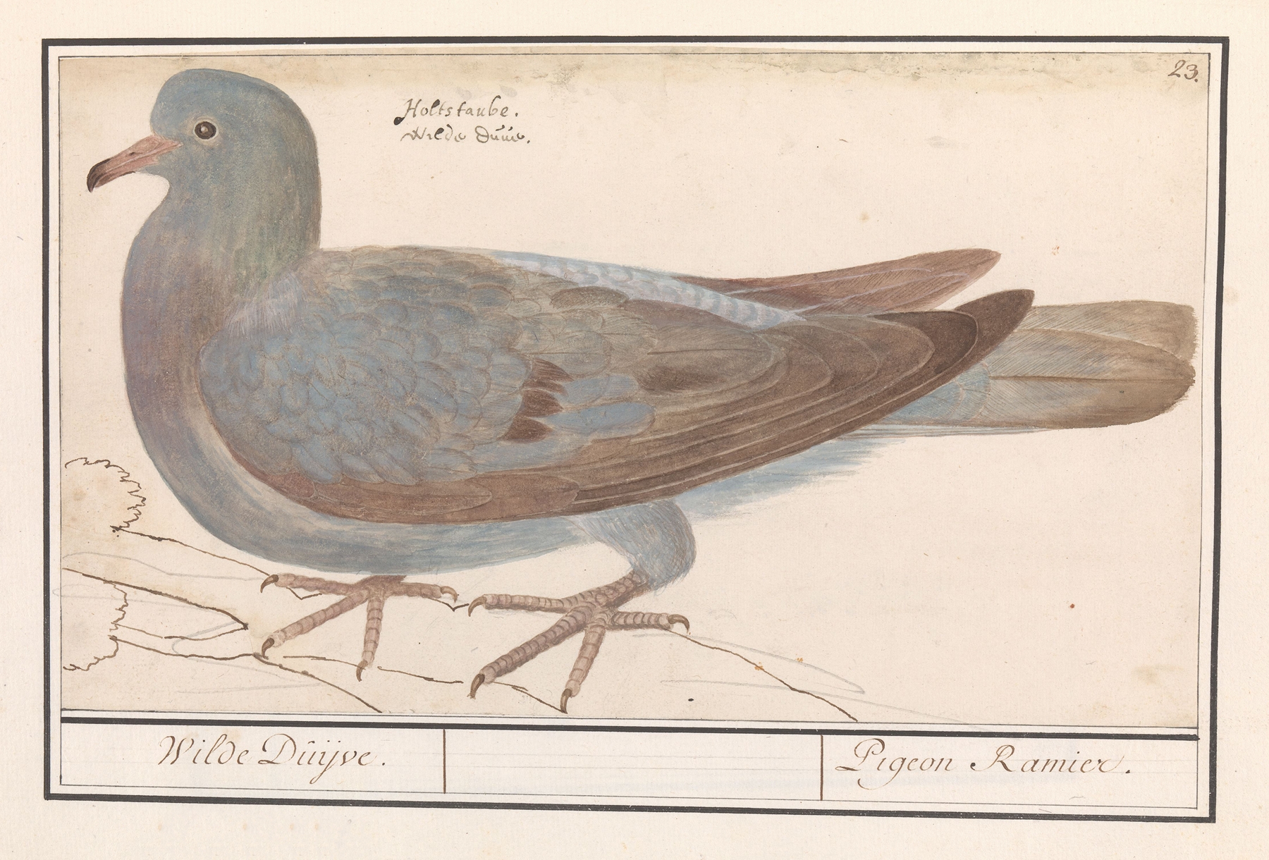 Houtduif by Anselmus Boëtius de Boodt