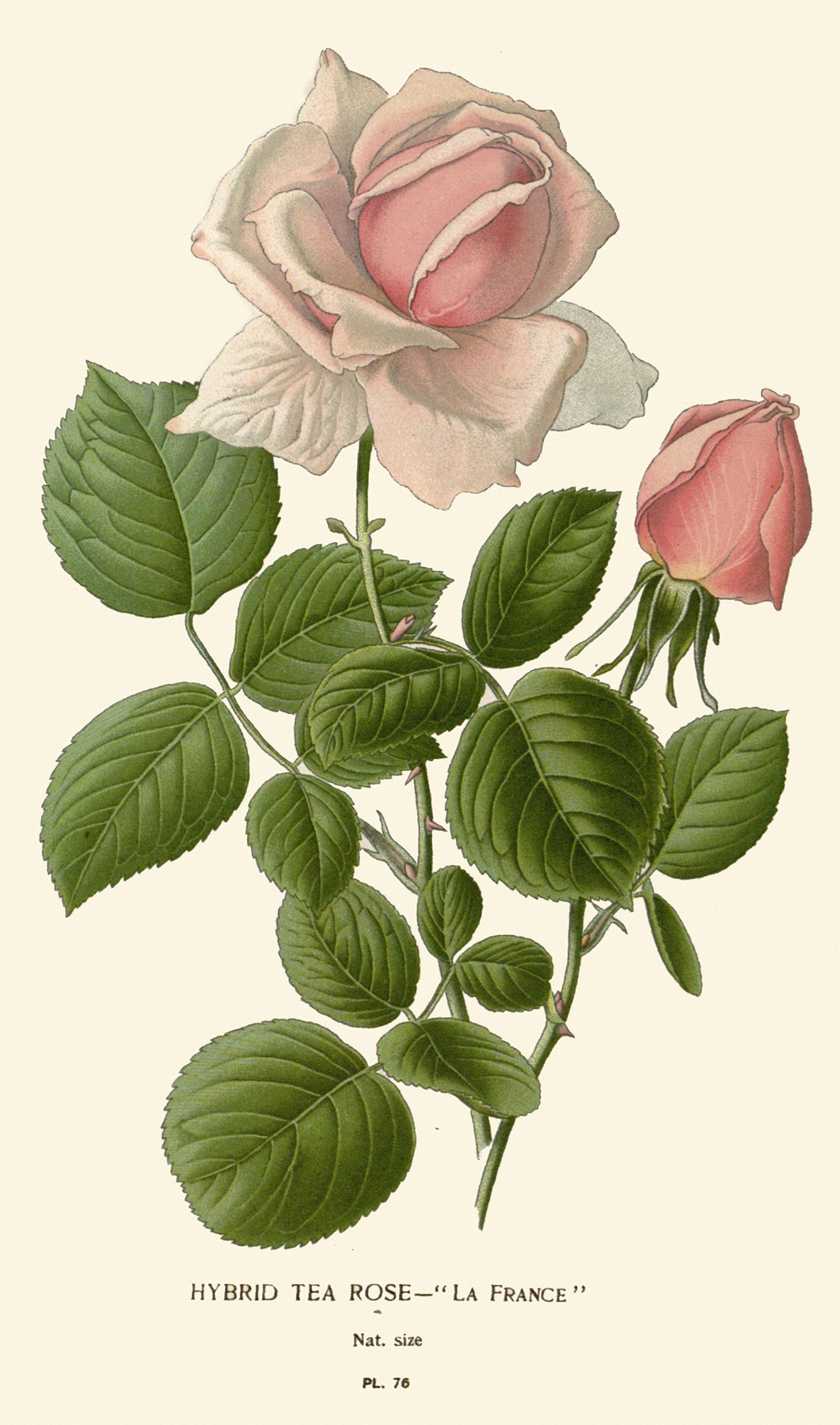Hybrid Tea Rose – La France by Edward Step