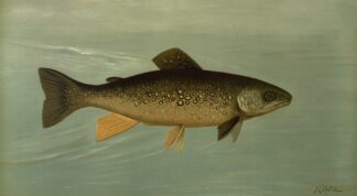 Hybrid Trout — Cross of the Lake and Brook Trout. by John L. Petrie