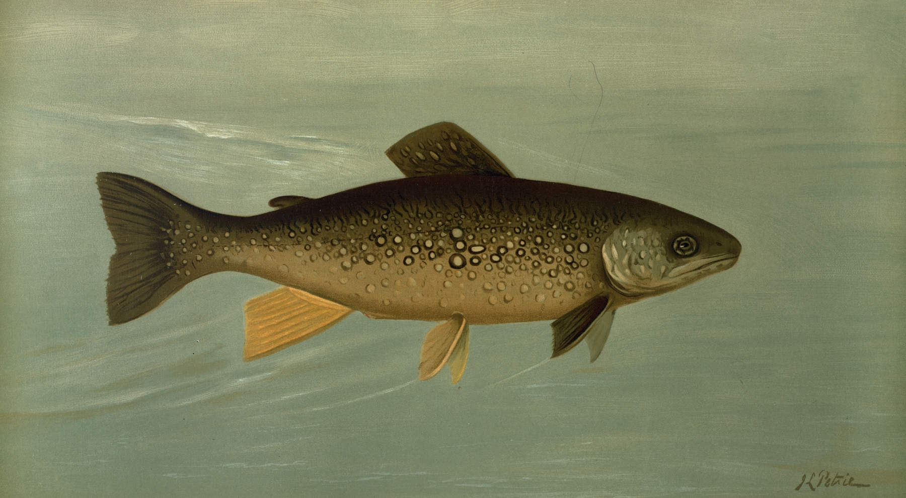 Hybrid Trout — Cross of the Lake and Brook Trout. by John L. Petrie