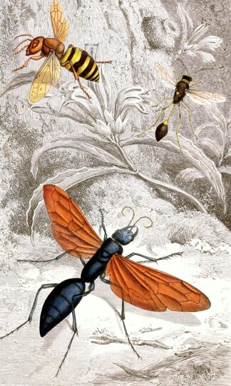Hymenopteres Pl. XII by Jules Rothschild