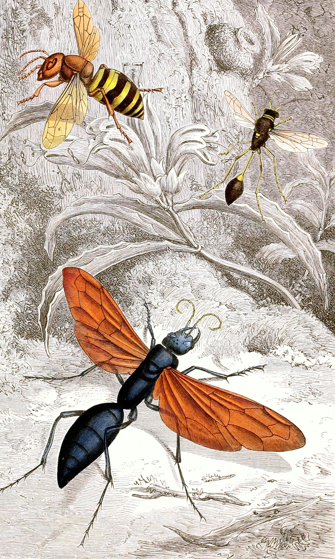 Hymenopteres Pl. XII by Jules Rothschild