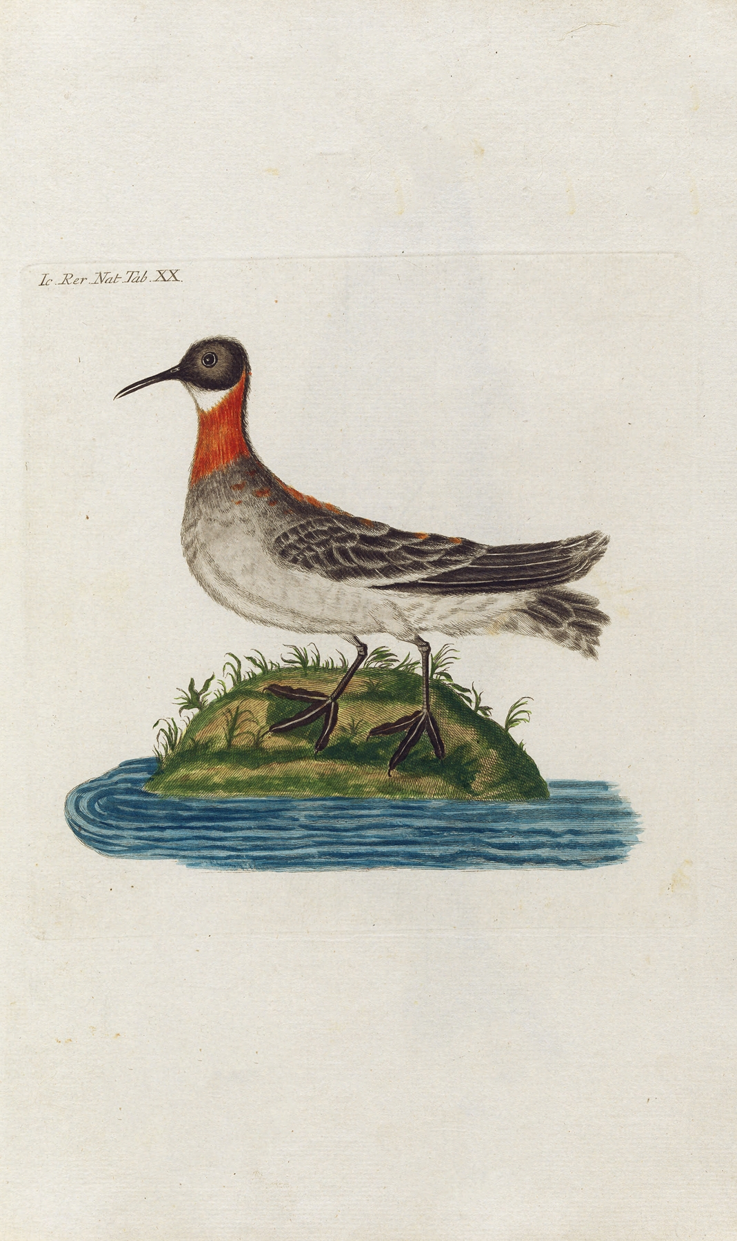 Icones rerum naturalium, ou figures enluminées d’histoire naturelle du nord Pl.20 by Peder Ascanius