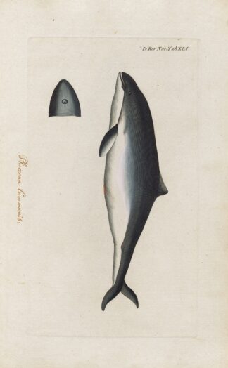 Icones rerum naturalium, ou figures enluminées d’histoire naturelle du nord Pl.41 by Peder Ascanius