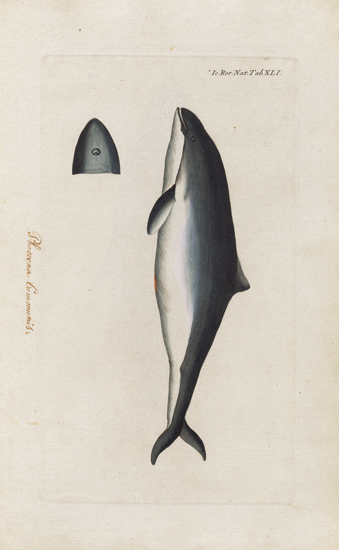 Icones rerum naturalium, ou figures enluminées d’histoire naturelle du nord Pl.41 by Peder Ascanius