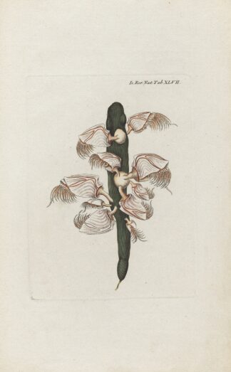 Icones rerum naturalium, ou figures enluminées d’histoire naturelle du nord Pl.47 by Peder Ascanius
