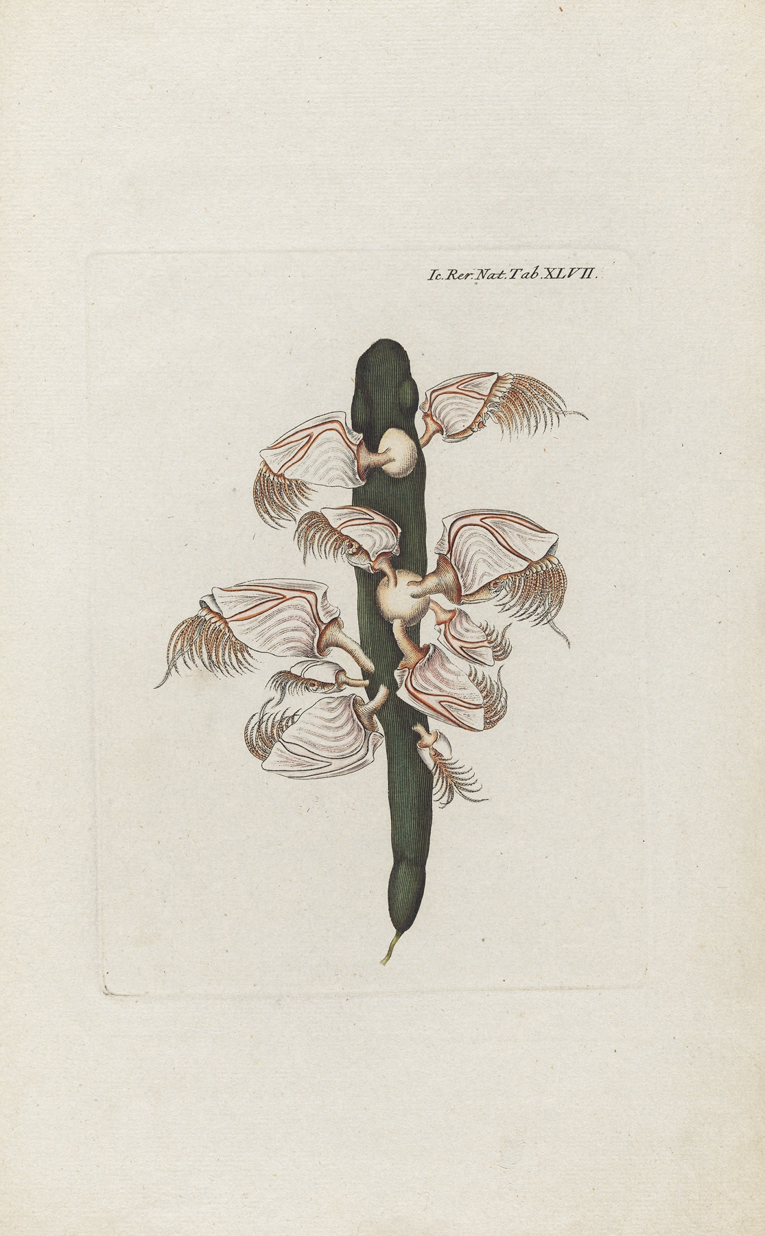 Icones rerum naturalium, ou figures enluminées d’histoire naturelle du nord Pl.47 by Peder Ascanius