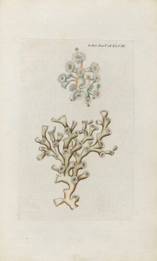 Icones rerum naturalium, ou figures enluminées d’histoire naturelle du nord Pl.48 by Peder Ascanius