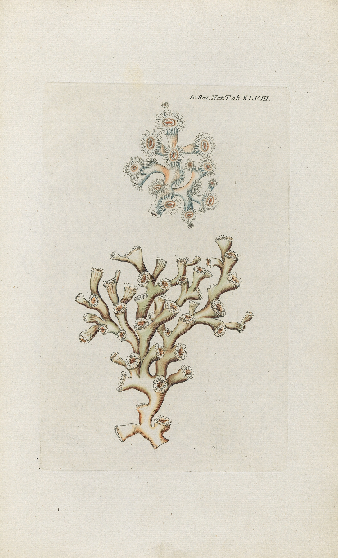 Icones rerum naturalium, ou figures enluminées d’histoire naturelle du nord Pl.48 by Peder Ascanius