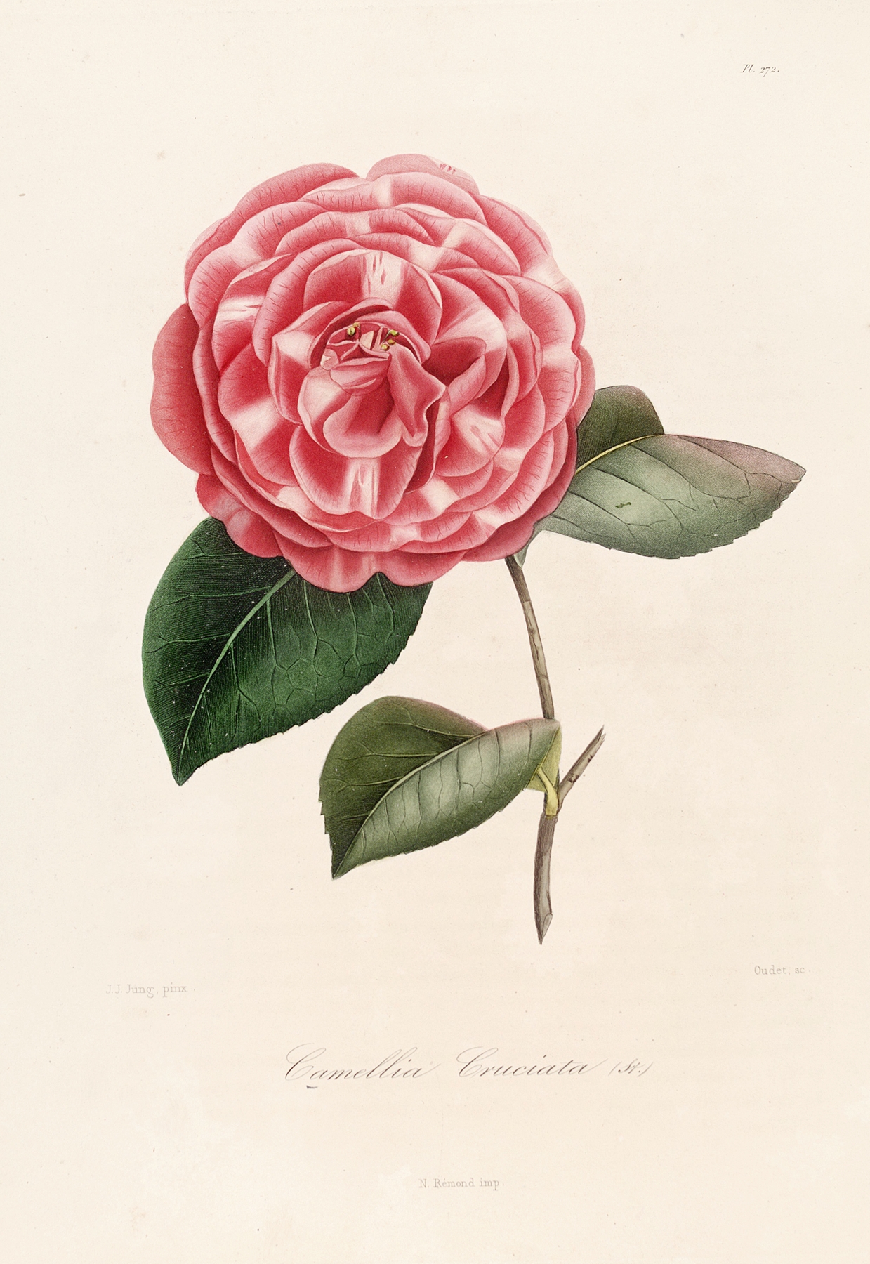 Iconographie du genre Camellia Pl.072 by Lorenzo Berlèse