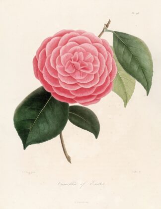 Iconographie du genre Camellia Pl.098 by Lorenzo Berlèse