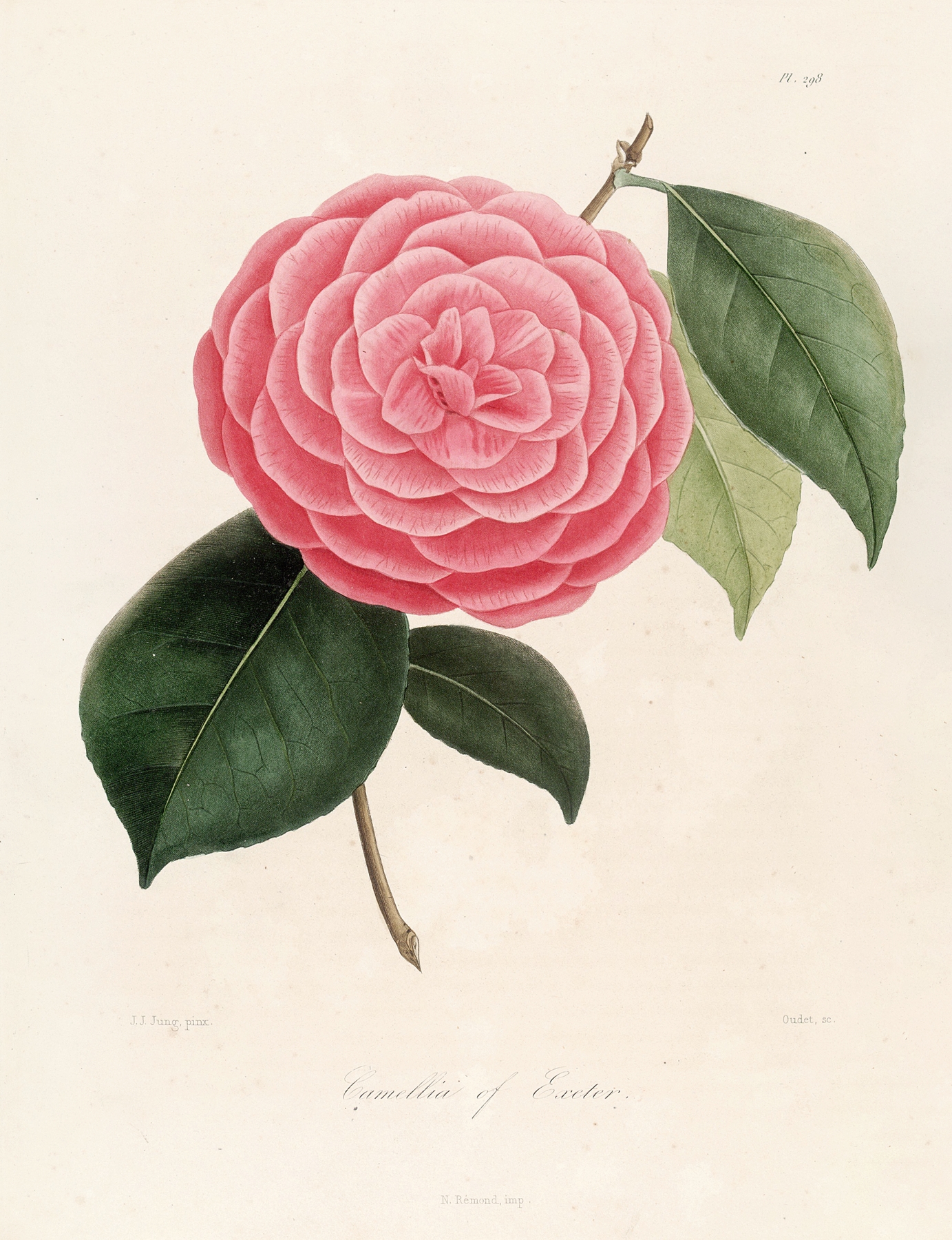 Iconographie du genre Camellia Pl.098 by Lorenzo Berlèse