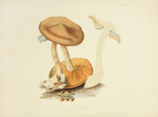 Illustrations of British mycology Pl.19 by Anna Maria Hussey