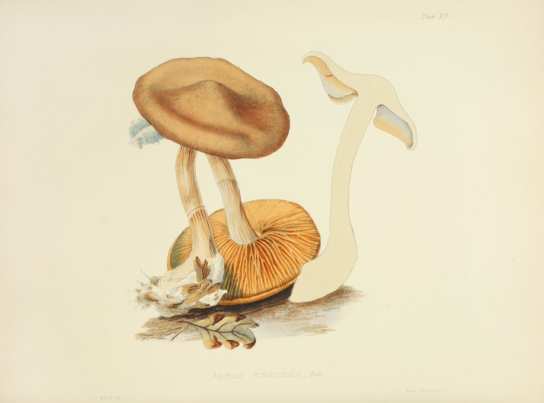Illustrations of British mycology Pl.19 by Anna Maria Hussey