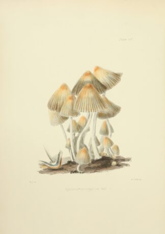 Illustrations of British mycology Pl.55 by Anna Maria Hussey