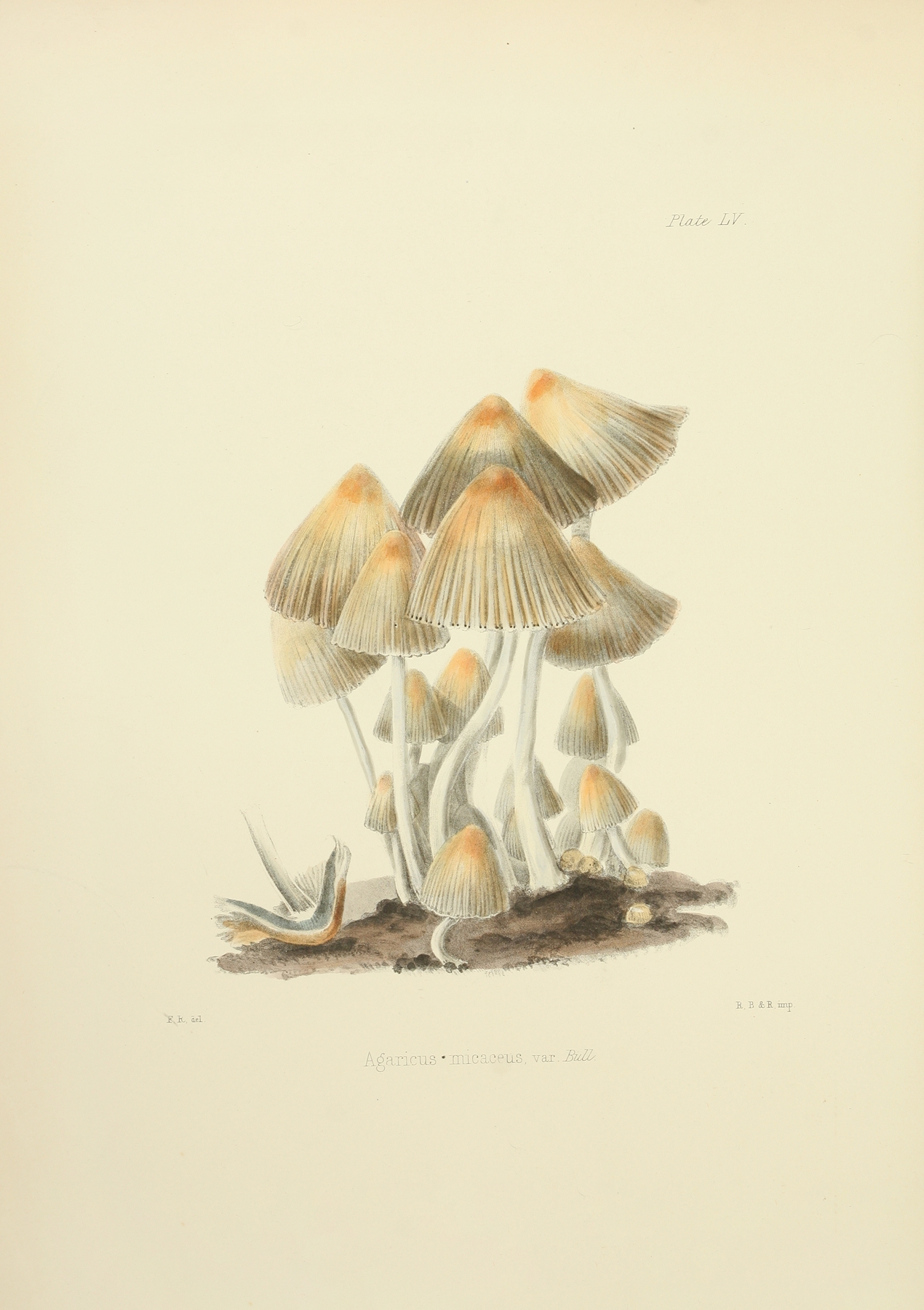 Illustrations of British mycology Pl.55 by Anna Maria Hussey