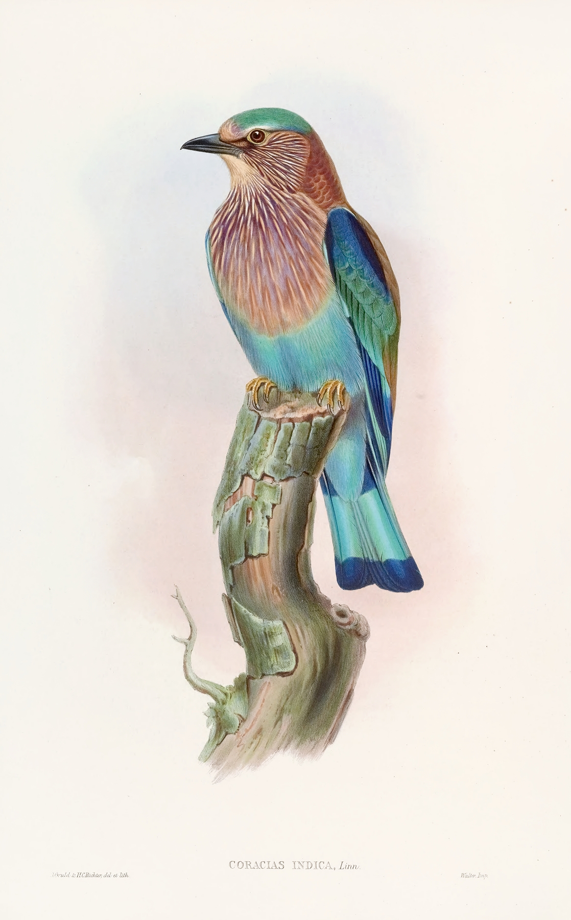 Indian Roller by John Gould