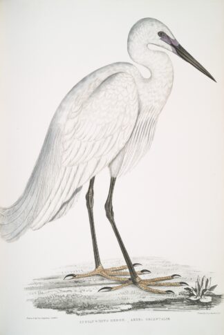 Indian white Heron, Ardea orientalis. by John Edward Gray