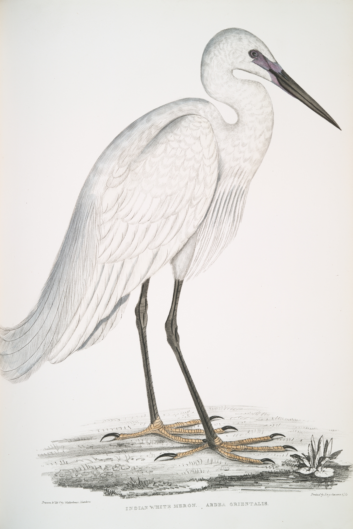 Indian white Heron, Ardea orientalis. by John Edward Gray