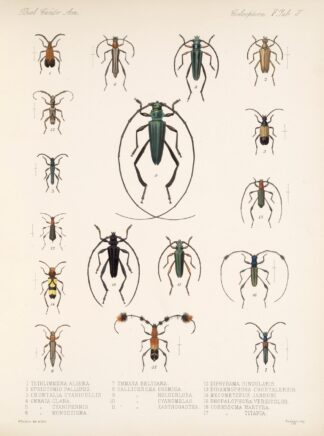 Insecta Coleoptera Pl 211 by Frederick DuCane Godman