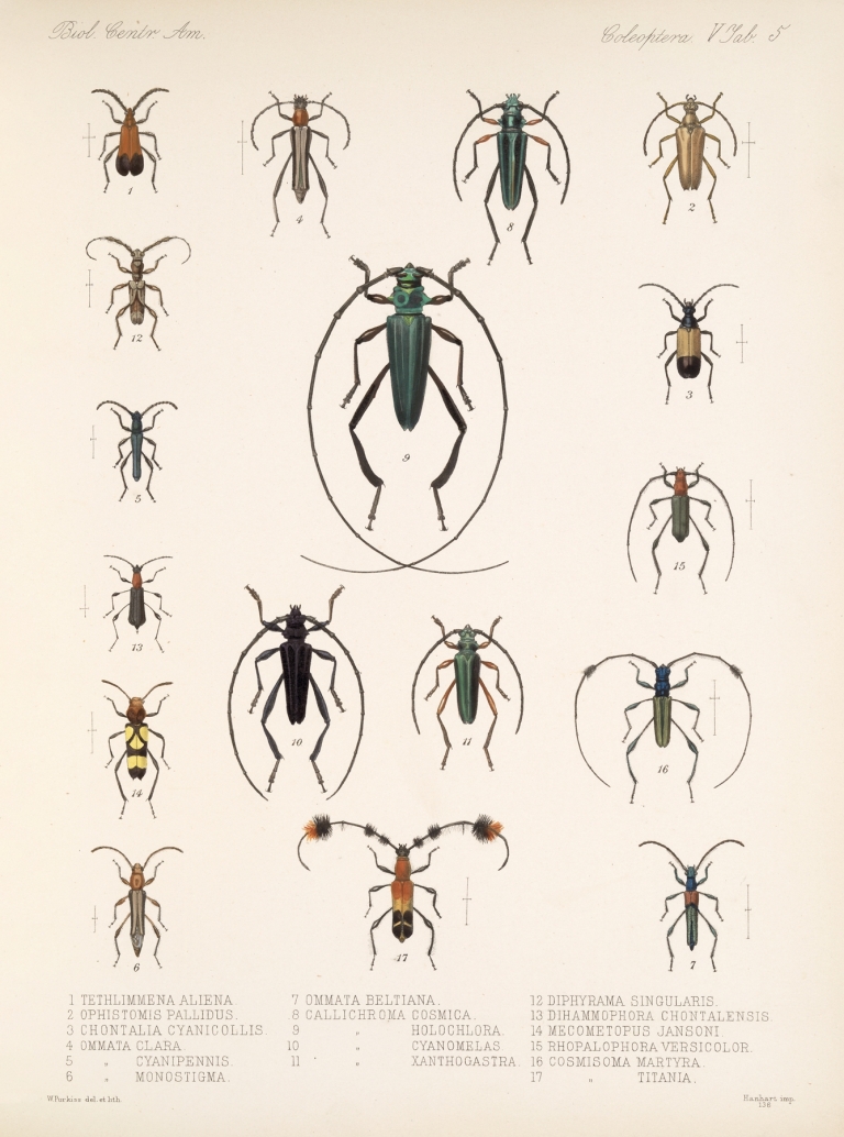Insecta Coleoptera Pl 211 by Frederick DuCane Godman