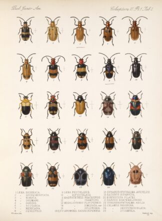 Insecta Coleoptera Pl 234 by Frederick DuCane Godman