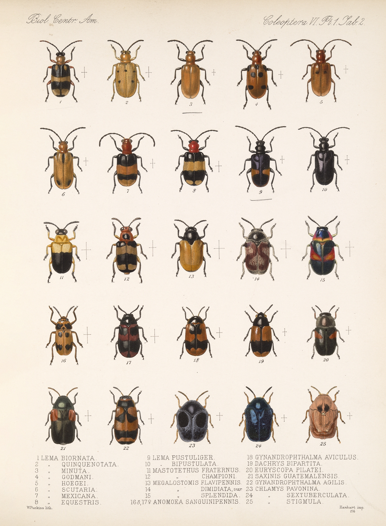 Insecta Coleoptera Pl 234 by Frederick DuCane Godman