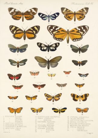 Insecta Lepidoptera-Heterocera Pl 012 by Frederick DuCane Godman