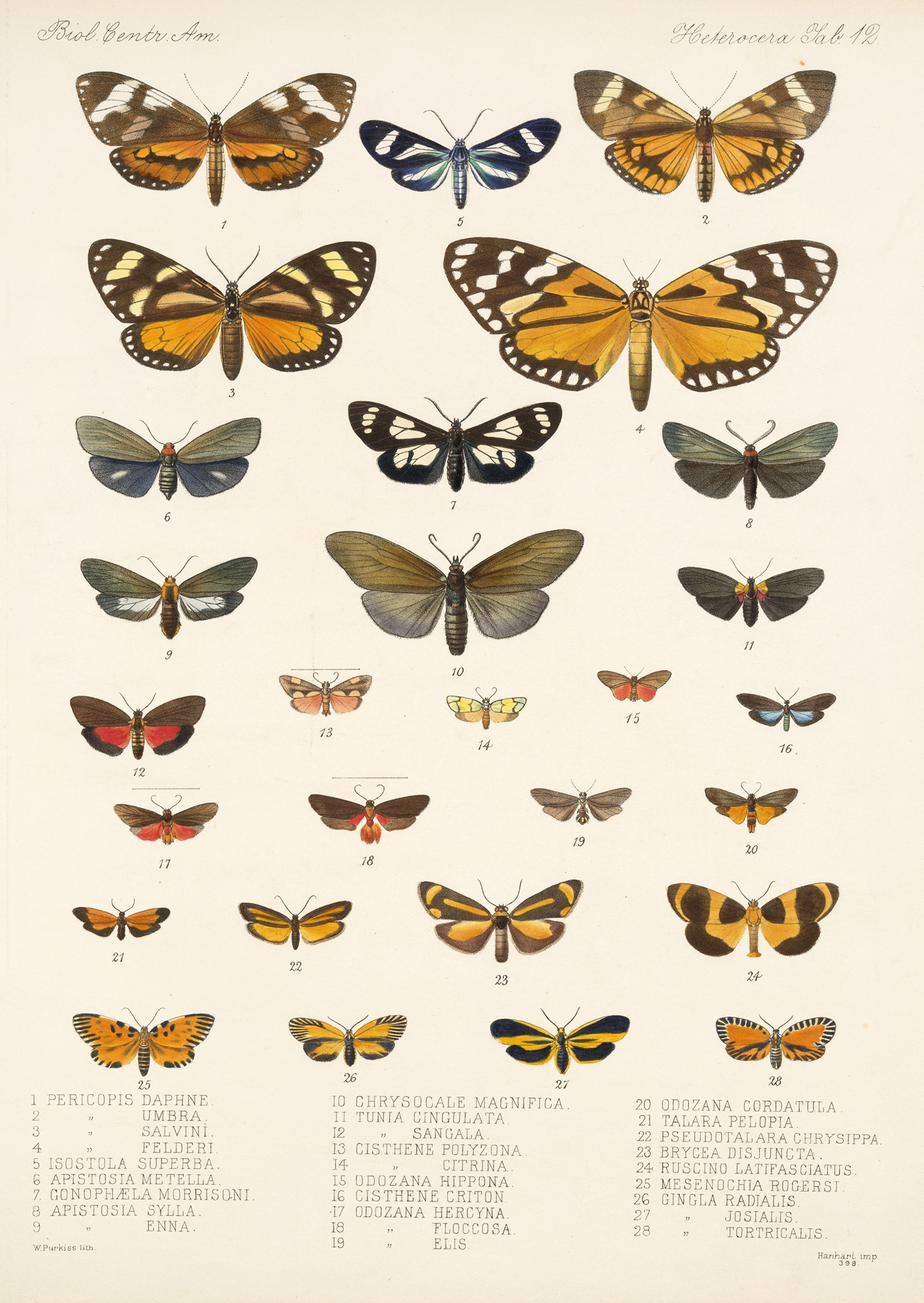 Insecta Lepidoptera-Heterocera Pl 012 by Frederick DuCane Godman
