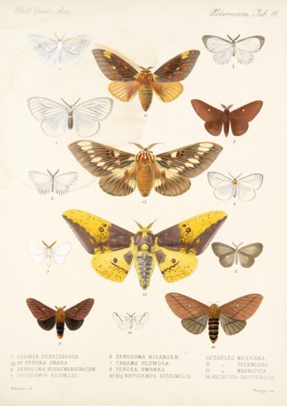 Insecta Lepidoptera-Heterocera Pl 015 by Frederick DuCane Godman