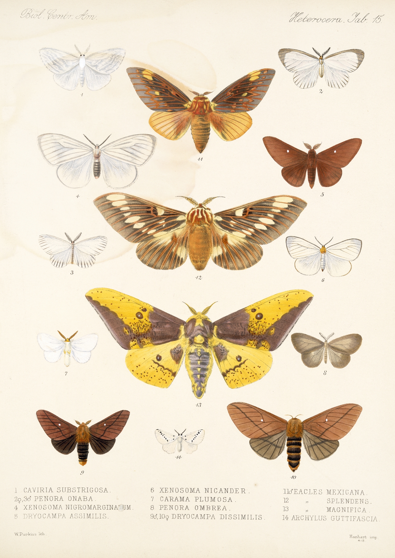 Insecta Lepidoptera-Heterocera Pl 015 by Frederick DuCane Godman