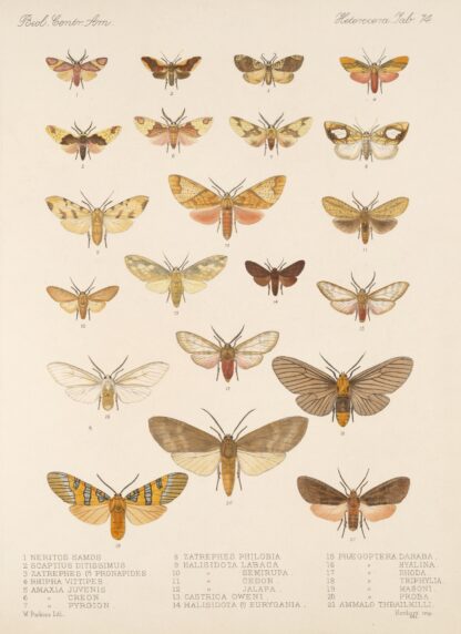 Insecta Lepidoptera-Heterocera Pl 074 by Frederick DuCane Godman