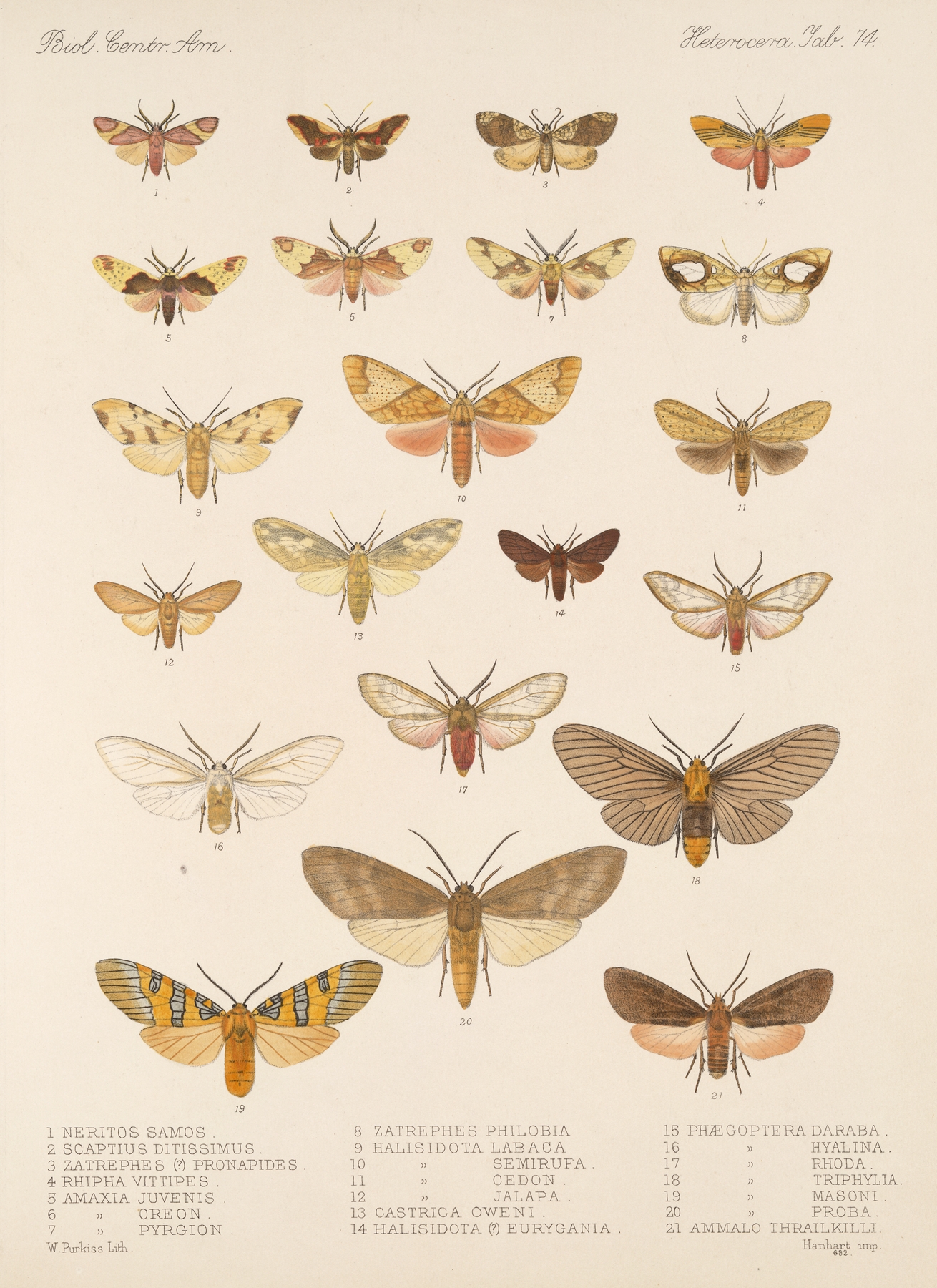 Insecta Lepidoptera-Heterocera Pl 074 by Frederick DuCane Godman