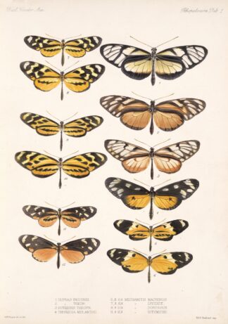 Insecta Lepidoptera-Rhopalocera Pl 001 by Frederick DuCane Godman