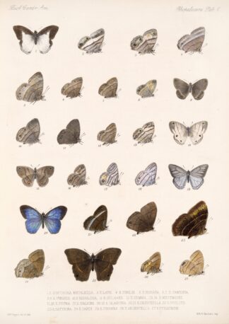 Insecta Lepidoptera-Rhopalocera Pl 008 by Frederick DuCane Godman