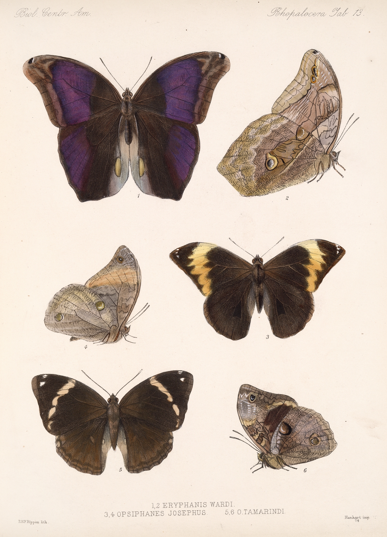 Insecta Lepidoptera-Rhopalocera Pl 013 by Frederick DuCane Godman