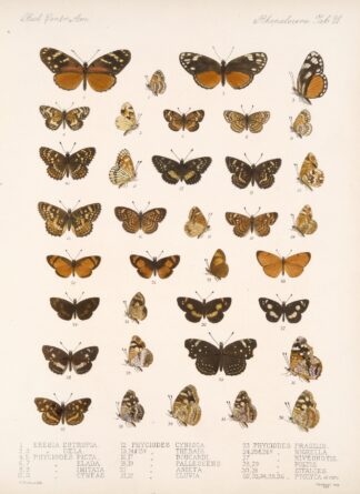 Insecta Lepidoptera-Rhopalocera Pl 021 by Frederick DuCane Godman