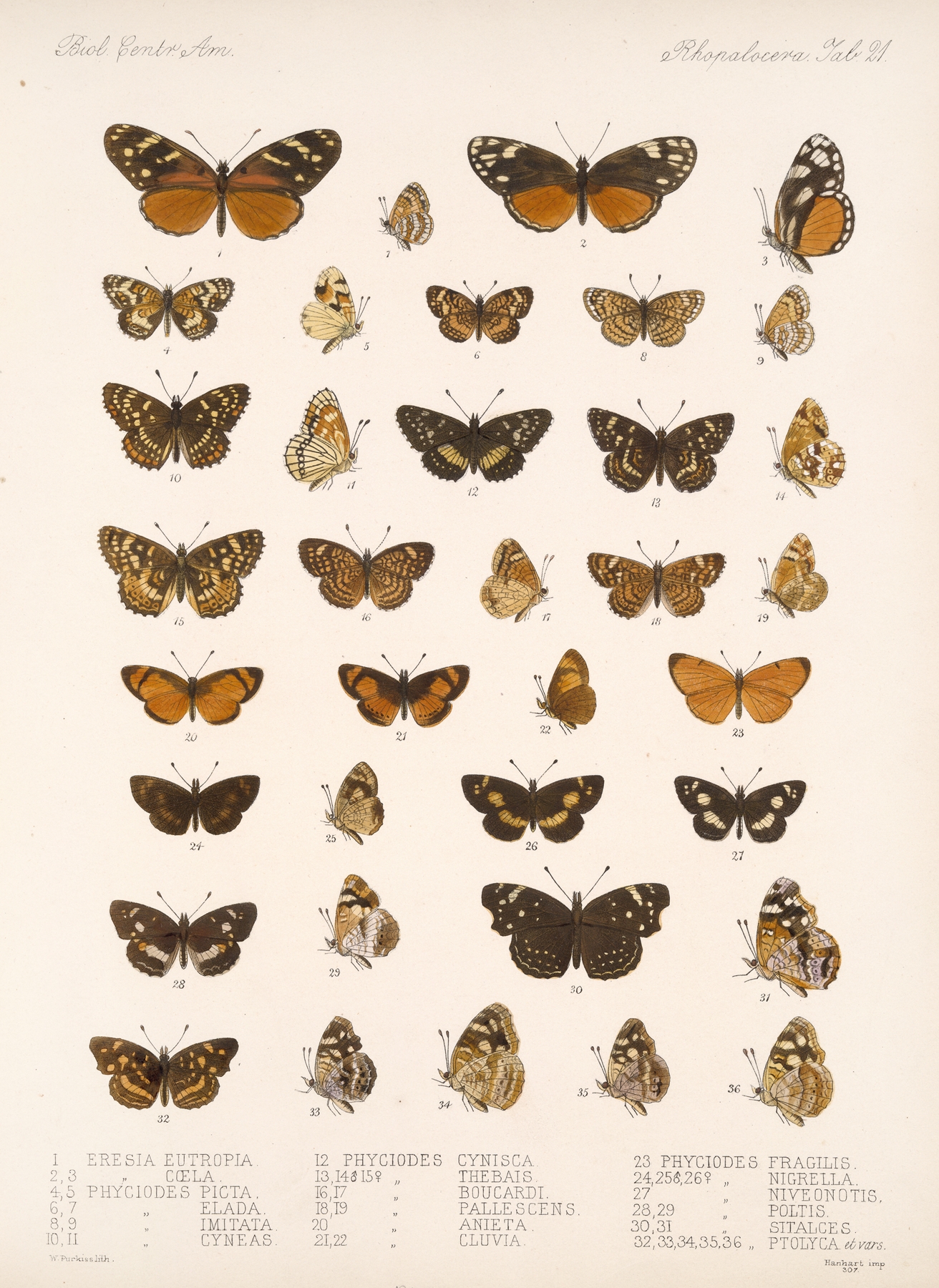 Insecta Lepidoptera-Rhopalocera Pl 021 by Frederick DuCane Godman