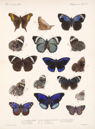 Insecta Lepidoptera-Rhopalocera Pl 023 by Frederick DuCane Godman