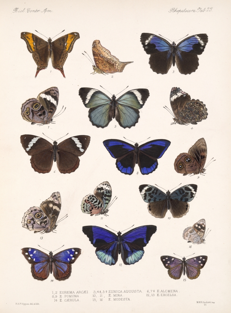 Insecta Lepidoptera-Rhopalocera Pl 023 by Frederick DuCane Godman