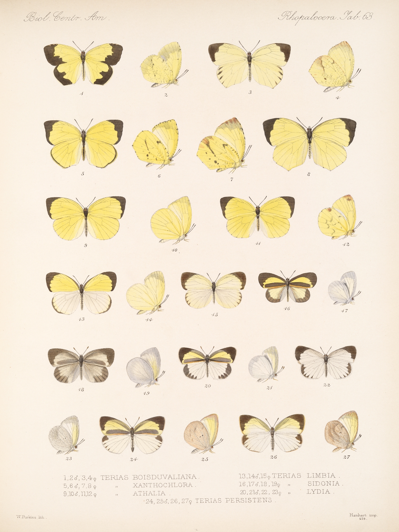 Insecta Lepidoptera-Rhopalocera Pl 064 by Frederick DuCane Godman