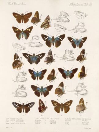 Insecta Lepidoptera-Rhopalocera Pl 106 by Frederick DuCane Godman